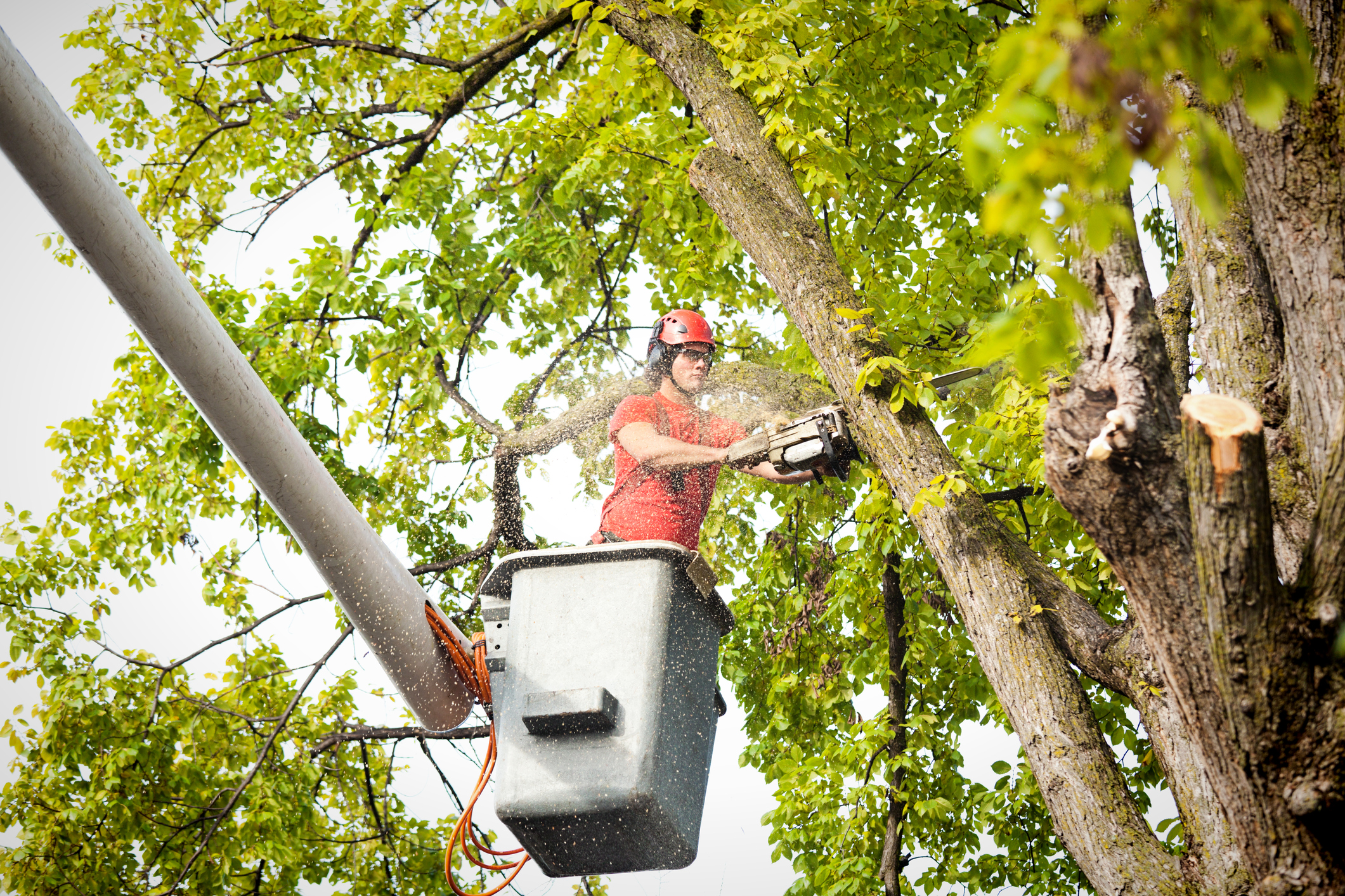 Tree Removal Services Cookeville